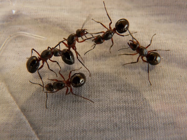 Ant Service